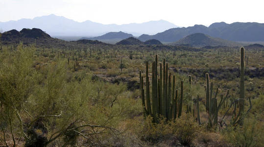 亚利桑那州器官管道国家公园大仙人掌组对抗蓝天Stenocereus Thurberi Carnegieagigantea
