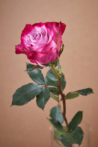 米色背景上漂亮的粉红色玫瑰