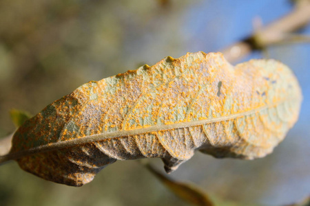 ribesii锈菌(melampsorasp.) 在的叶子上照片