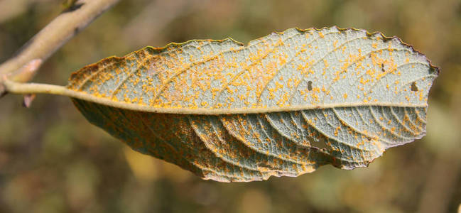 ribesii锈菌(melampsorasp.) 在的叶子上照片