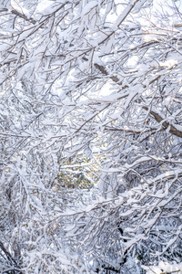 冬季背景, 在下雪的日子里关闭结霜的松树分枝