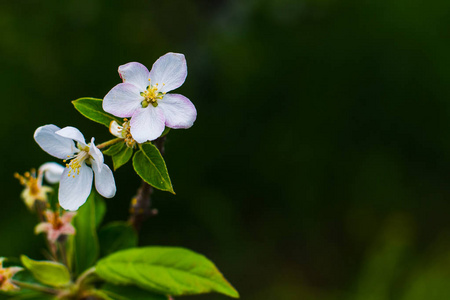 早春开花苹果树枝