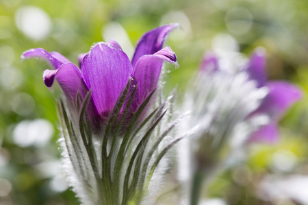 小花是一种属植物, 原产于中欧和东欧, 从挪威东南部和丹麦西部南部和东部到保加利亚。波斯特雷雷尔