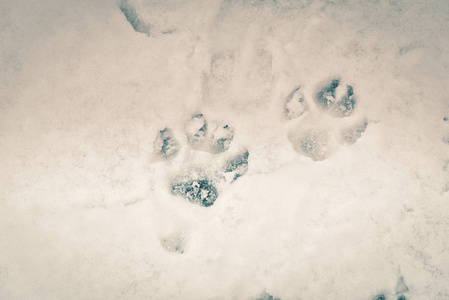 鸟儿在雪中归宿鸟雪猫头鹰坐在雪地上,冬天的场景带着雪花在风中.