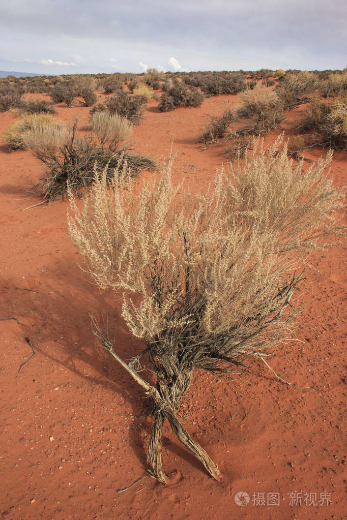 热带沙漠气候植被图片图片