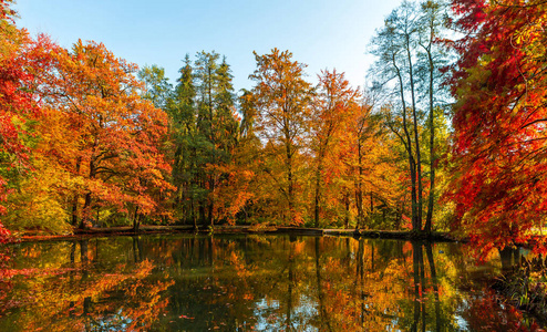 森林小径上令人惊叹的金色秋色。 秋季收藏