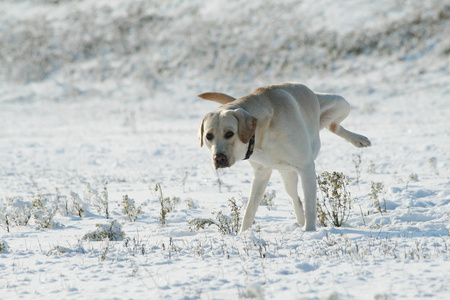 一只狗拉布拉多猎犬冬天在雪地上。 下雪的风景。
