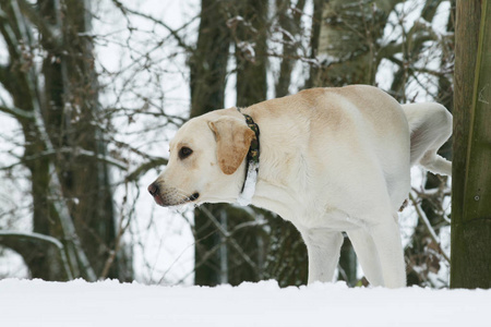 一只狗(拉布拉多猎犬)冬天在雪地上. 下雪的风景.照片