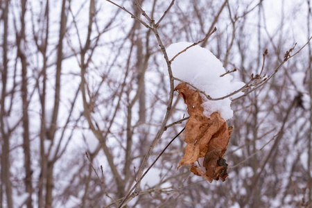 白雪覆盖的森林上的一棵树上的枯叶