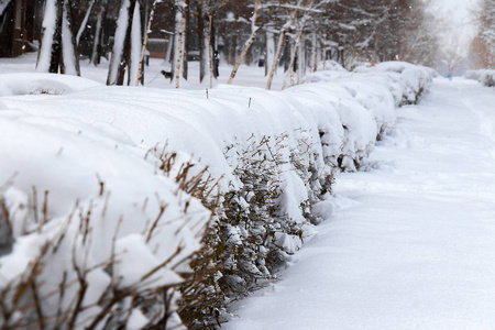 城市公园里白雪覆盖的灌木丛图片