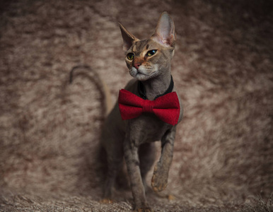 好奇的灰色梅蒂斯猫，穿着红色蝴蝶结，在棕色皮毛背景下向前走，一边看着一边