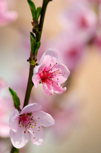 美丽的桃花近在咫尺