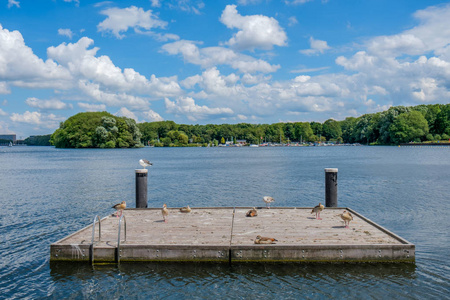 一个木制的岛屿，有鹅和海鸥在一个美丽的湖中，叫做荷兰阿姆斯特丹西部的老虎板。