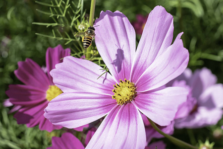 蜜蜂飞翔，花园里有五颜六色的宇宙硫磺花。