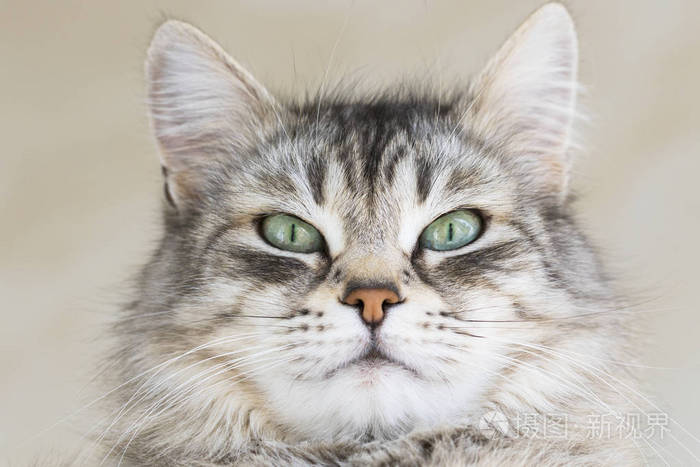 美丽的长头发的猫脸西伯利亚品种牲畜可爱的宠物低过敏性小猫