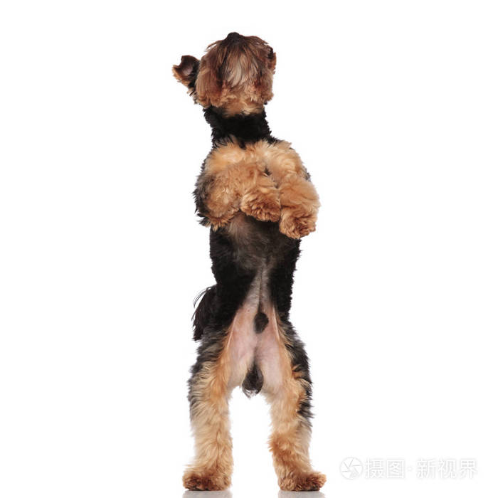 可爱的约克郡猎犬站在白色背景上的两条腿上抬起头来
