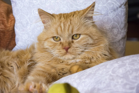 毛茸茸的红猫躺在沙发上枕在枕头间