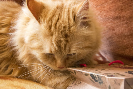 毛茸茸的红猫从枕头间的沙发上得到一份礼物
