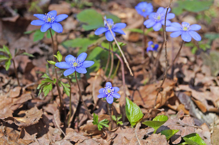 春天的花朵在春天的草地上有蓝色的花蕾