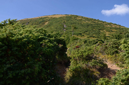 美丽的风景，从山顶的石峰悬停，乌克兰喀尔巴阡覆盖着古老的针叶林和秋天的黄草