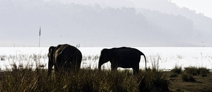 印度大象Elephas Maximus Indicus，背景是吉姆科贝特国家公园印度，有Ramganga水库。