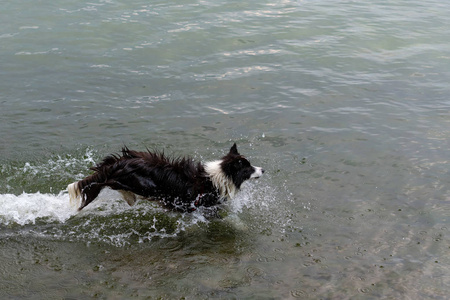 澳大利亚牧羊犬在湖里玩耍和漂浮。