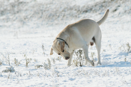 冬天在雪地上行走的狗拉布拉多猎犬。 下雪的风景。