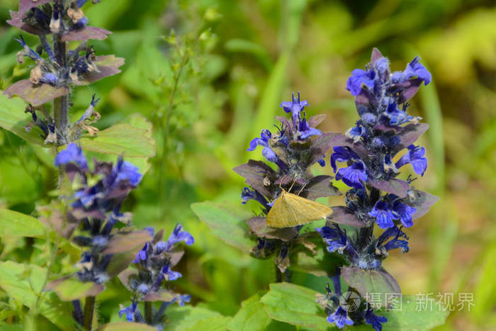 s bugloss and blueweed is a species of flowering plant in the bo
