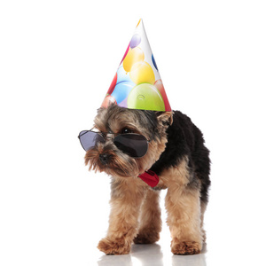 好奇的生日约克郡猎犬戴着墨镜和蝴蝶结，站在白色背景下俯视着