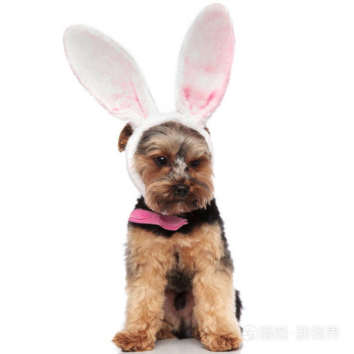 优雅的约克郡猎犬,穿着粉红色的兔子耳朵,坐在白色的背景上,俯视着