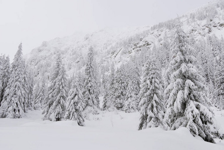 罗马尼亚国家公园里的冬季高山景观。 白雪覆盖的森林景观。