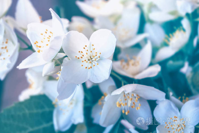 白茉莉。 枝条娇嫩的春花