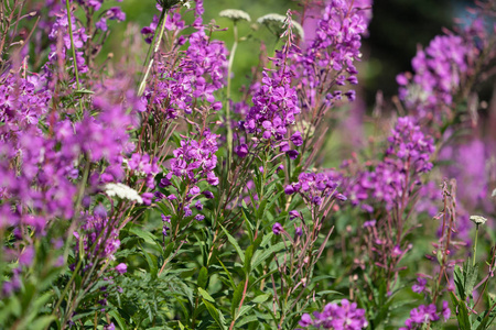 美丽的阿拉斯加火草紫色野花。