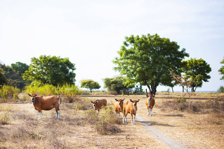 红犊在牧场上的一片田野上，面对着美丽的夏季景观的选择性焦点。 婴儿牛犊牲畜