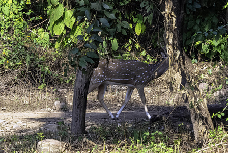 在印度吉姆科贝特国家公园的路上，切特或切特轴轴又称斑鹿或轴鹿雌性
