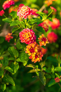 美丽的彩色花朵宏观特写摄影自然背景