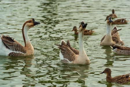 鹅和鸭子在花园湖里游泳