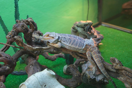 白兰地蜥蜴爬行动物动物园