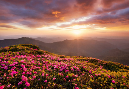 鲜花盛开和日出期间的山脉。 山上的花。 夏天美丽的自然景观。 自然背景
