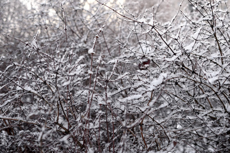 冬天灌木丛的树枝上覆盖着雪。