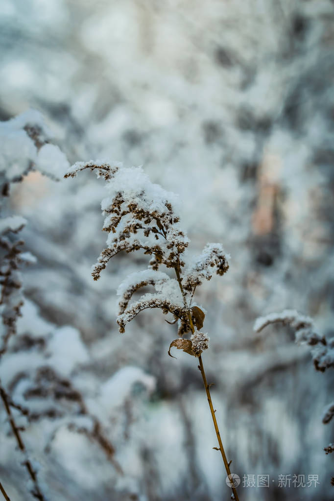 在室外寒冷的冬日干燥的植物被雪覆盖