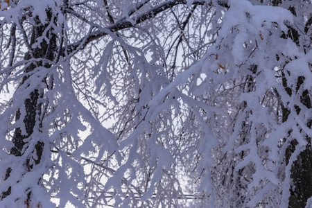 雪覆盖的树木在2018年12月的一天在俄罗斯的Cheboksary拍摄