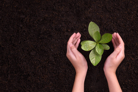 s hands cupping protectively around young plant