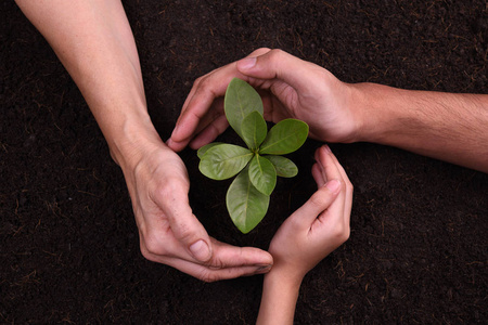 s hands cupping protectively around young plant