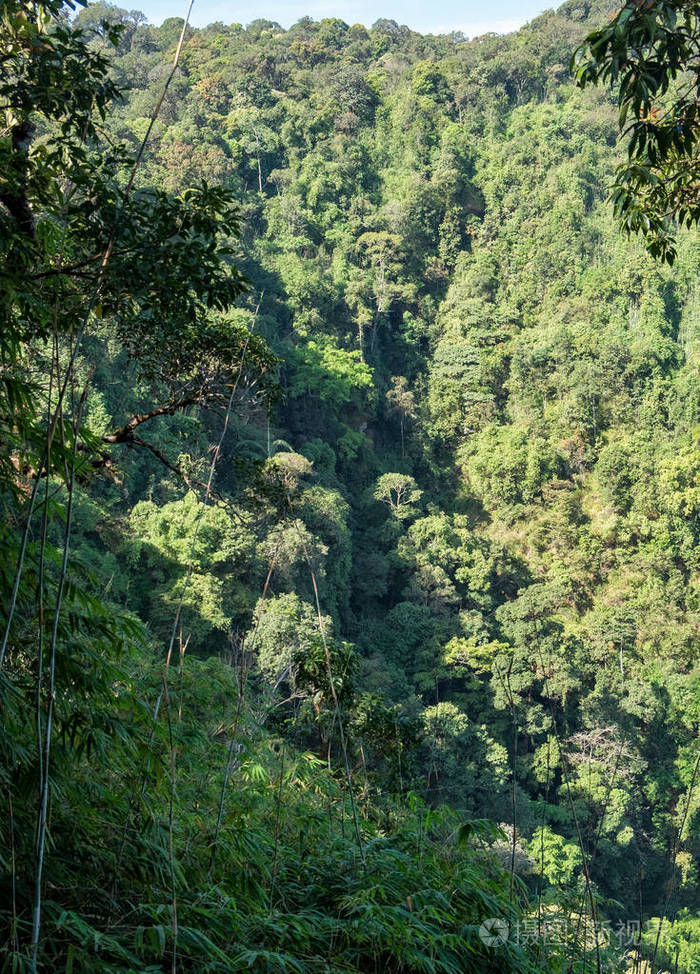 泰国热带常绿森林