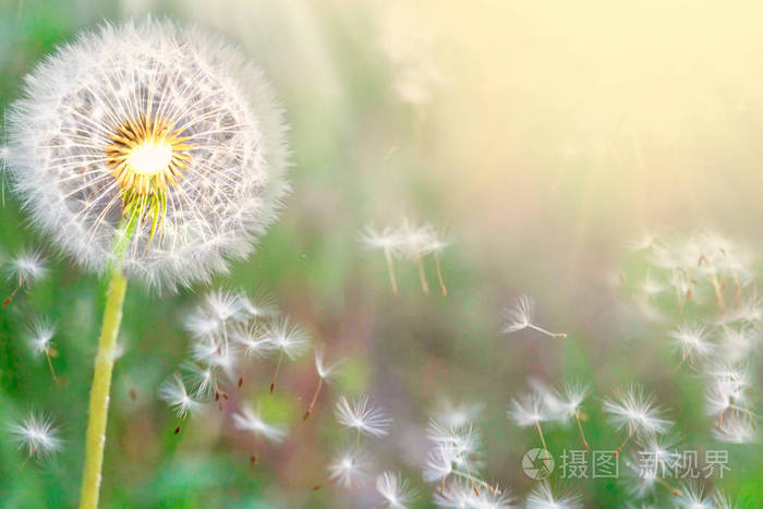 蓬松的蒲公英在草地上的日落时在阳光下发光.