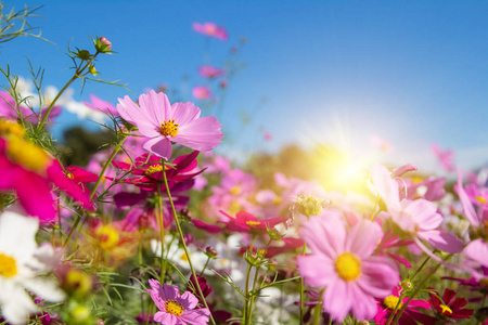 园艺概念与蓝天在阳光明媚的日子里,盛开的玉兰花,白色和粉红色的花