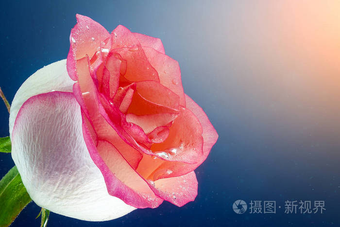 下载小样发票合同问题/举报白色背景抠出一个孤立的玫瑰头花白色玫瑰