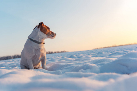 白杰克在雪地里的小狗