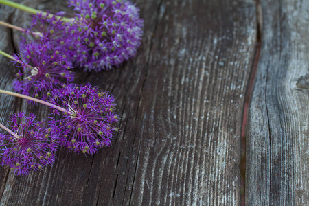 木制表面美丽的allium花